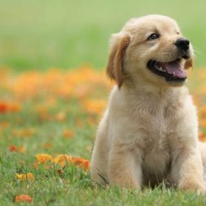 Yavru Köpek Mamaları, Havlama Önleyici Tasmalar ve Kedi Bisküvisi Kuryemama Da