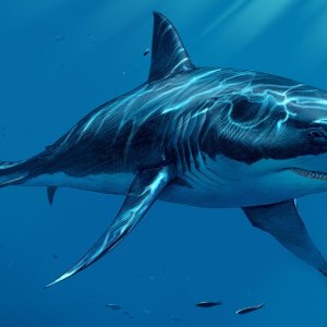 Amerikanın İkinci Dünya Savaşında Köpek Balıklarını Kullanması