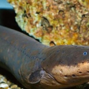 Elektrikli Yılan Balığı Nasıl Elektrik Üretir?