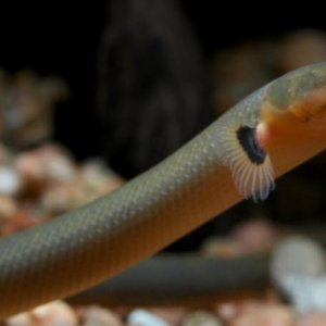 Elektrikli Yılan Balığının Özellikleri