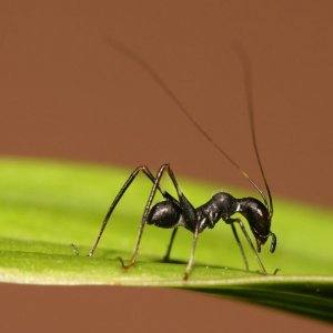 Karınca Olmaması İçin Ne Yapmalı?