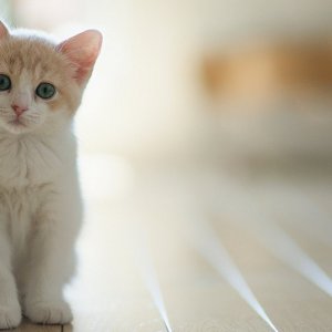 Kedinin Hamile Olduğu Nasıl Anlaşılır