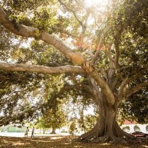 Ocağıma İncir Ağacı Diktin Sözü Nereden Gelir?